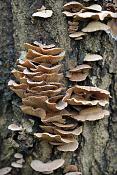 scherpe schelpzwam (panellus stypticus) 11-2010 1904